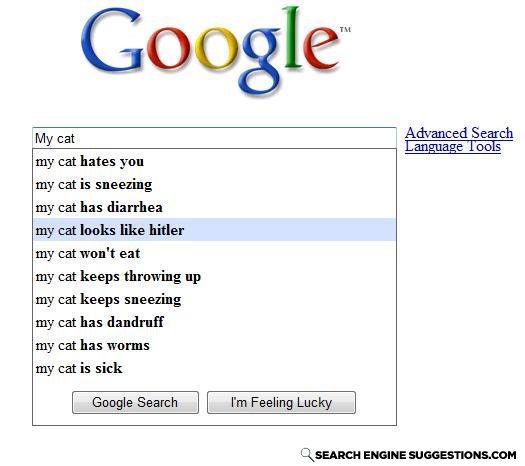 My_cat_looks_like_hitler